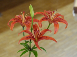 Foto: Dr. Peter Müller